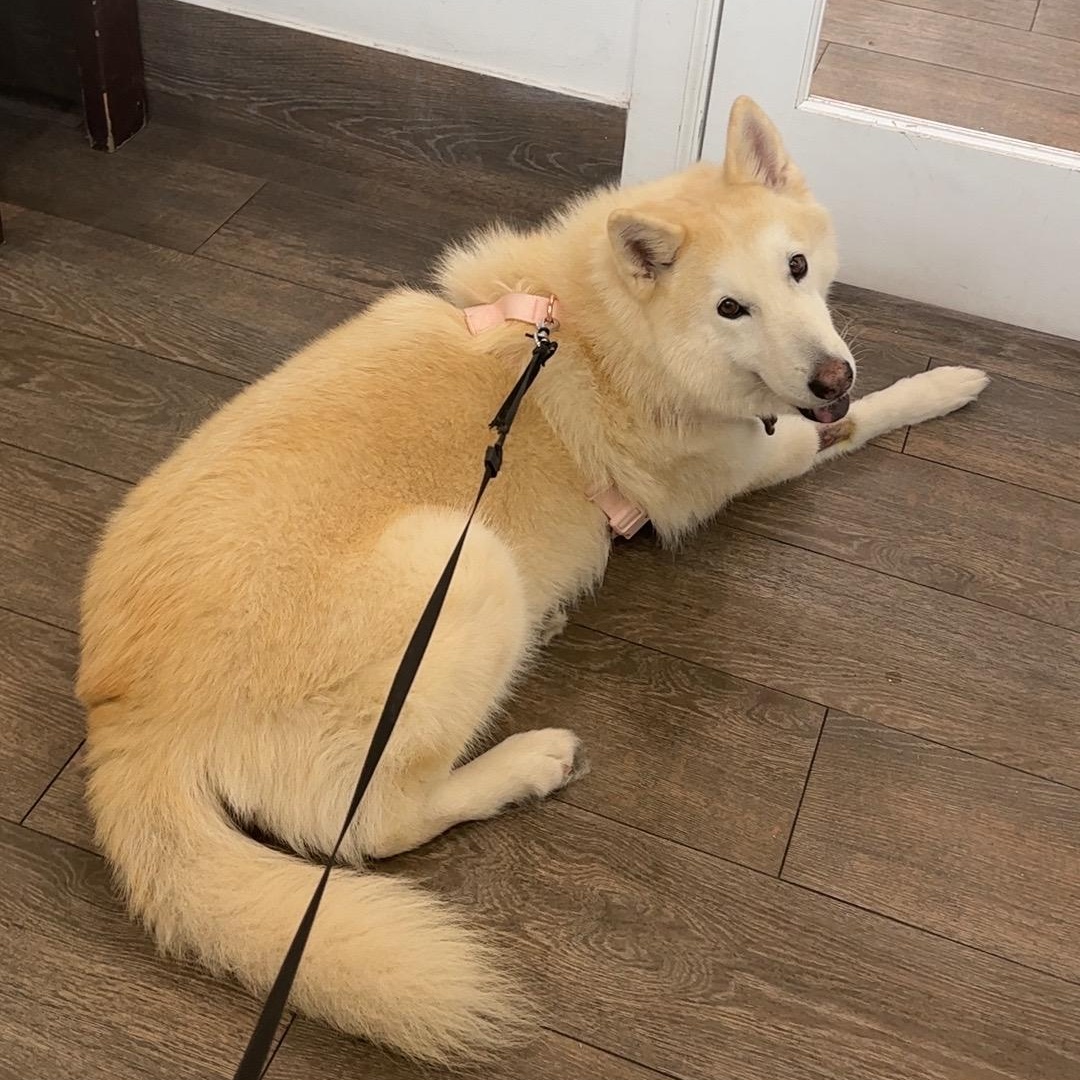 Dabai — thumbnail 3