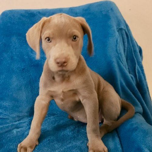 Enlarge Kit, a Adoptable Pit Bull Terrier in Leesburg, AL image 1/3