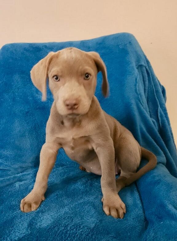 Enlarge Kit, a Adoptable Pit Bull Terrier in Leesburg, AL image 2/3