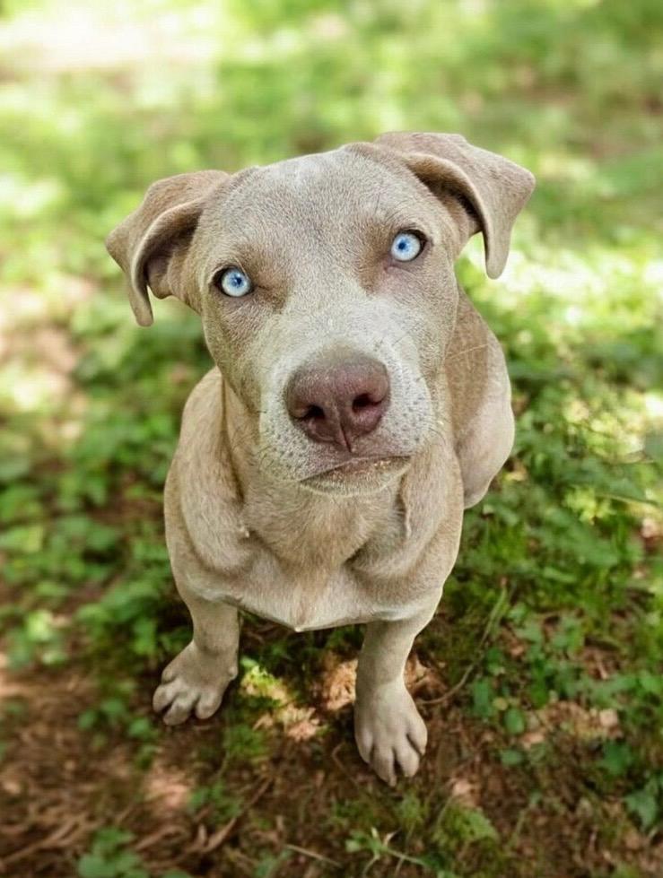 Enlarge Kit, a Adoptable mixed breed in Leesburg, AL image 1/1