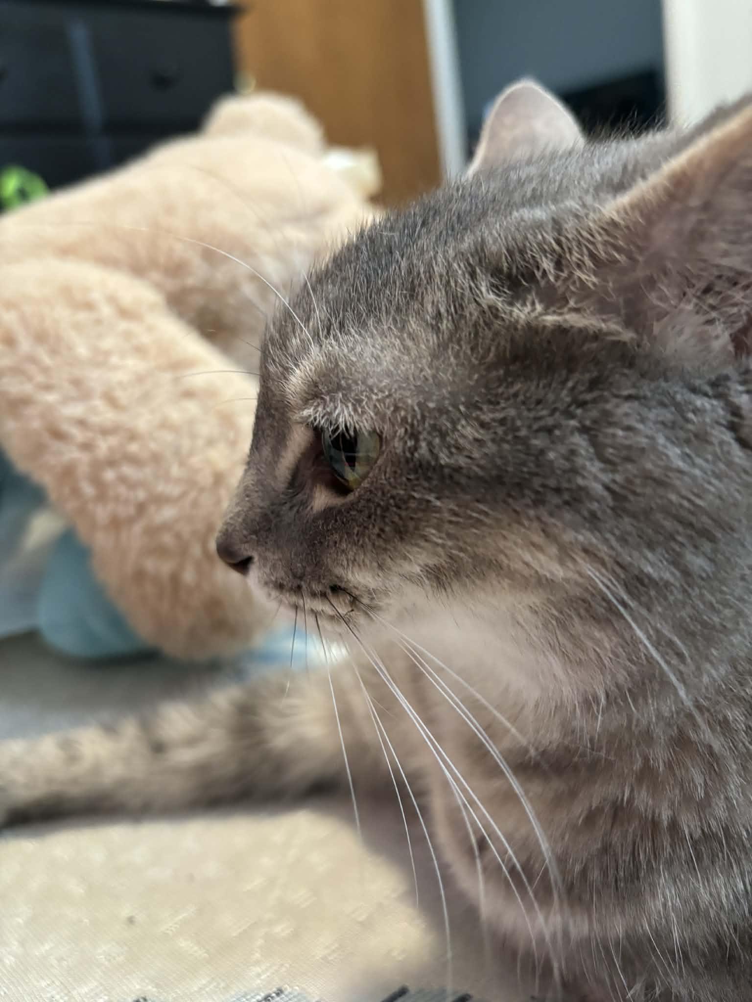 Miracle, Adoptable, Young Female Domestic Short Hair & Tabby.