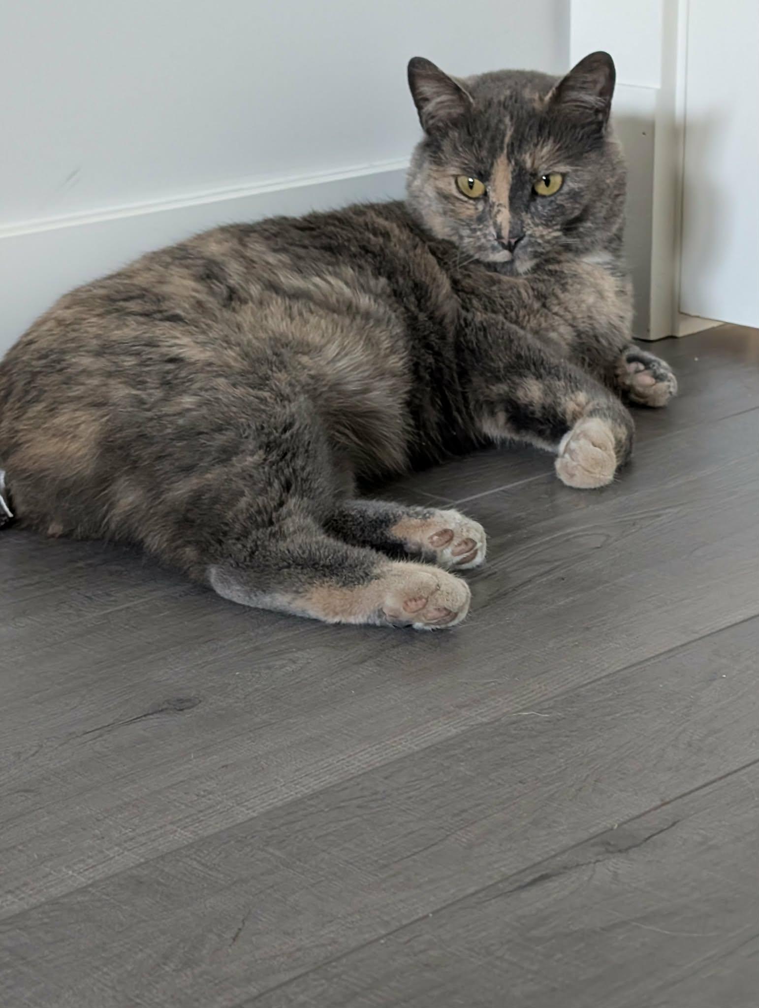 Enlarge Takano, a ADOPTABLE mixed breed in Edmonton, AB image 2/4