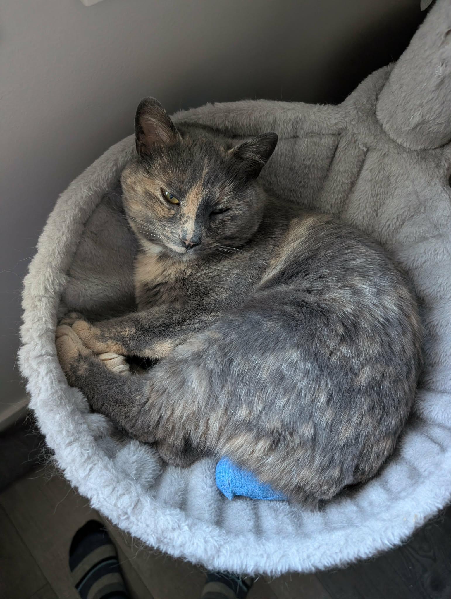 Enlarge Takano, a ADOPTABLE mixed breed in Edmonton, AB image 3/4