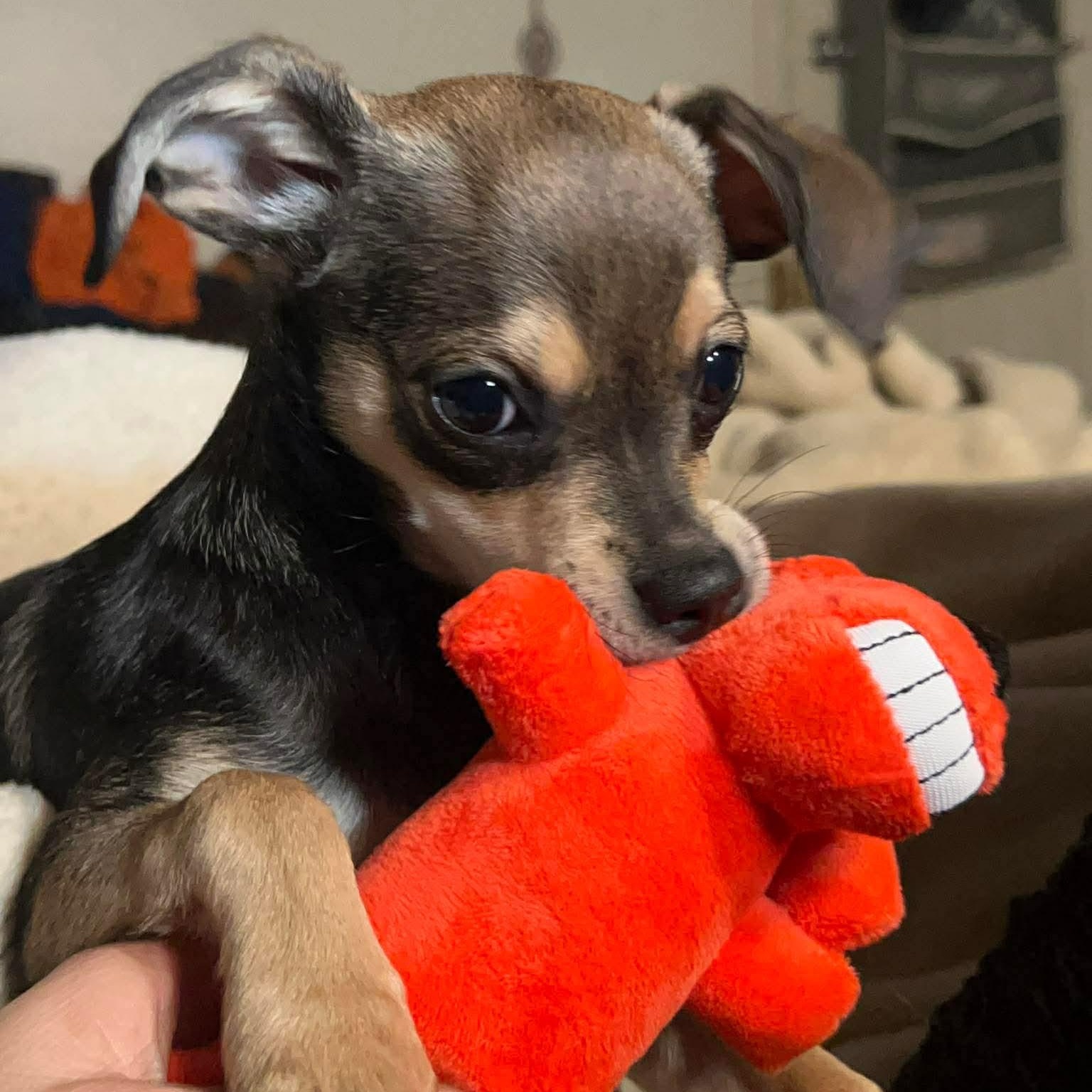 Enlarge Gigi, an adopted mixed breed in Seal Beach, CA image 2/5
