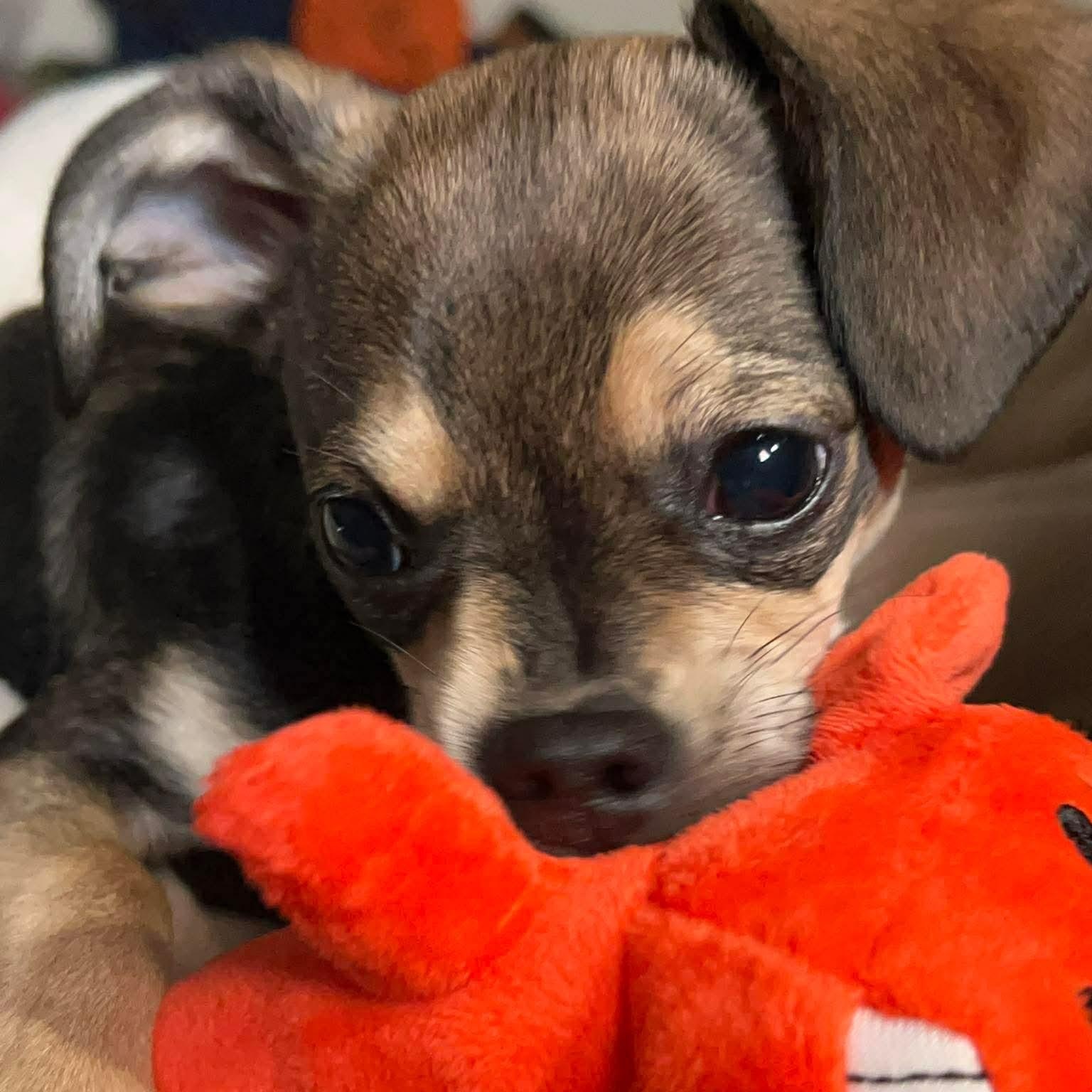Enlarge Gigi, an adopted mixed breed in Seal Beach, CA image 1/5