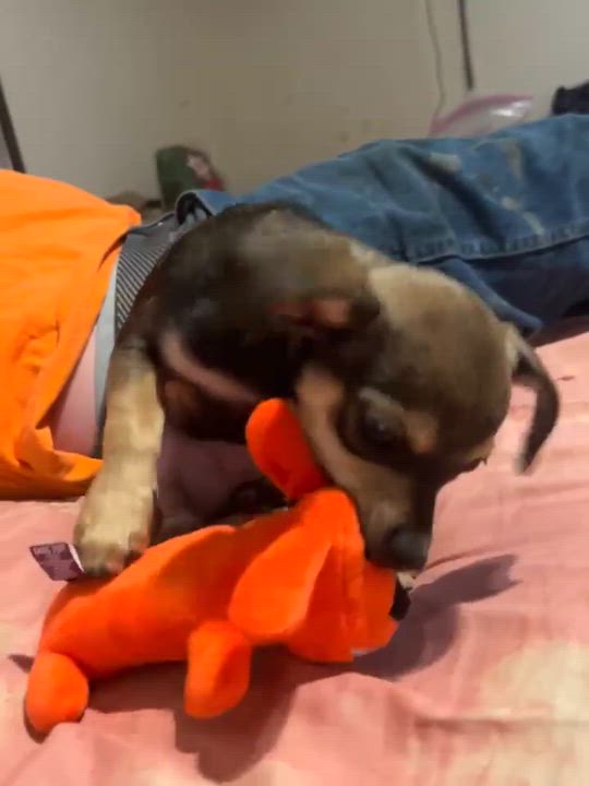 Enlarge Gigi, an adopted mixed breed in Seal Beach, CA video 4/5