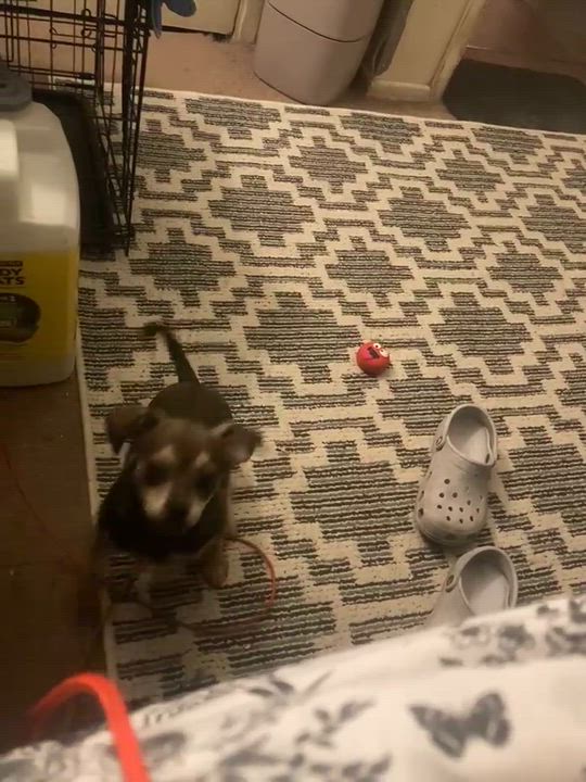 Enlarge Gigi, an adopted mixed breed in Seal Beach, CA video 3/5