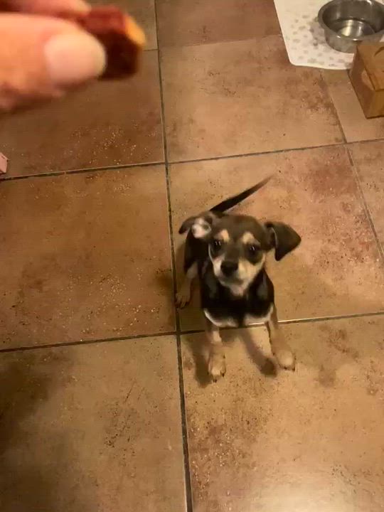 Enlarge Gigi, an adopted mixed breed in Seal Beach, CA video 5/5