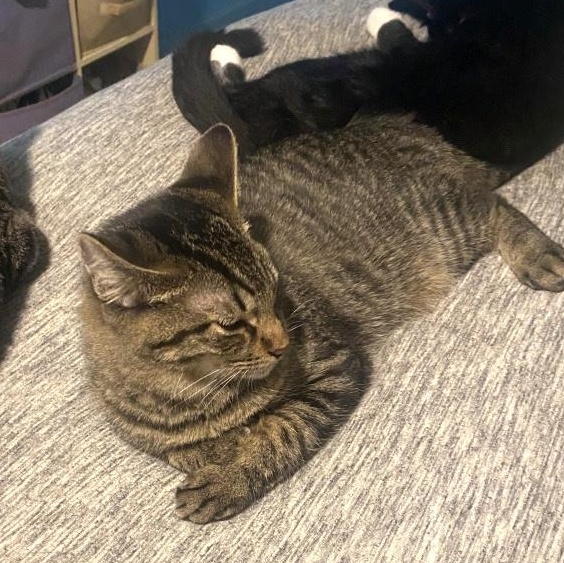 Andromeda Constellation — thumbnail 4