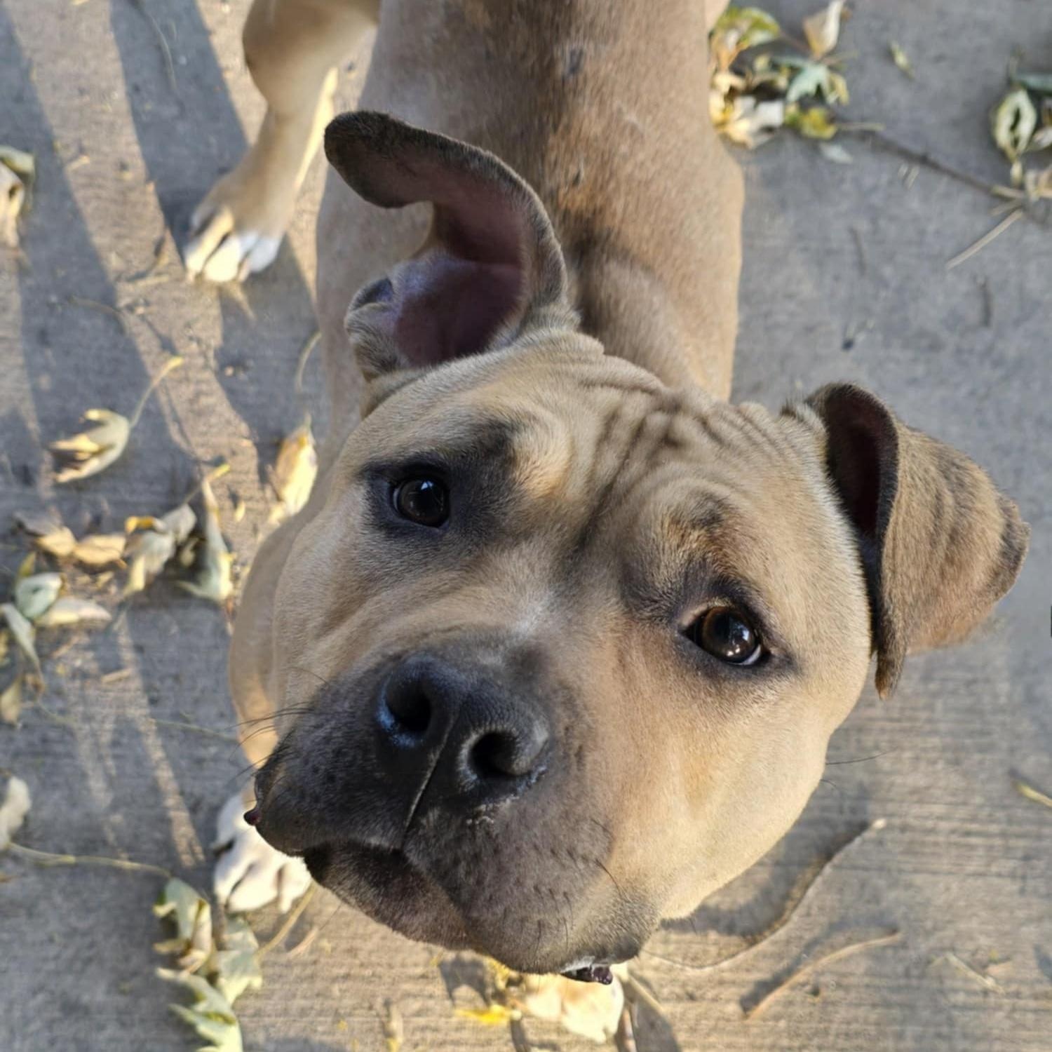 Enlarge Olivia, a Adoptable American Bully in Waterloo, IA image 2/6