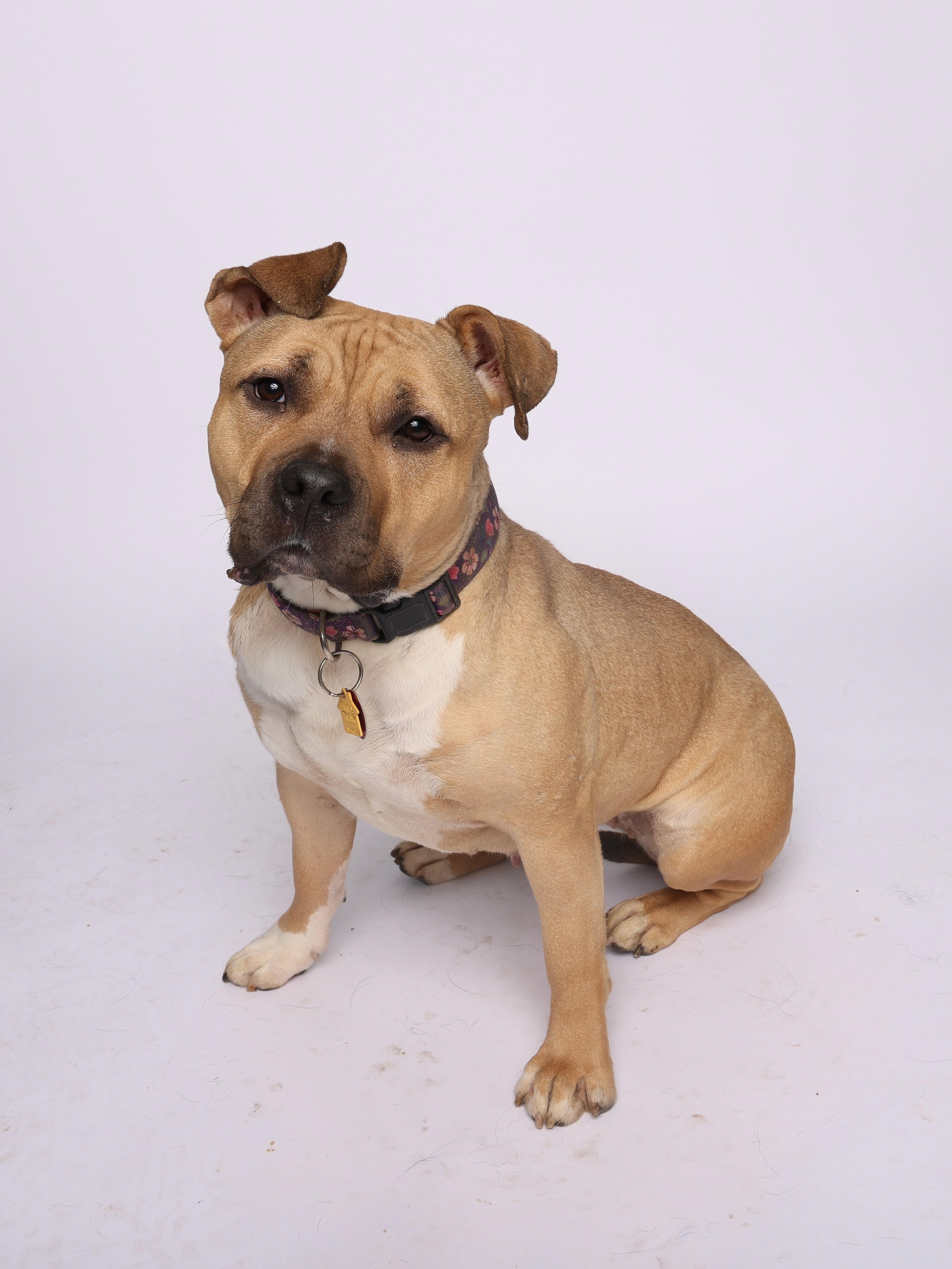 Enlarge Olivia, a Adoptable American Bully in Waterloo, IA image 1/6