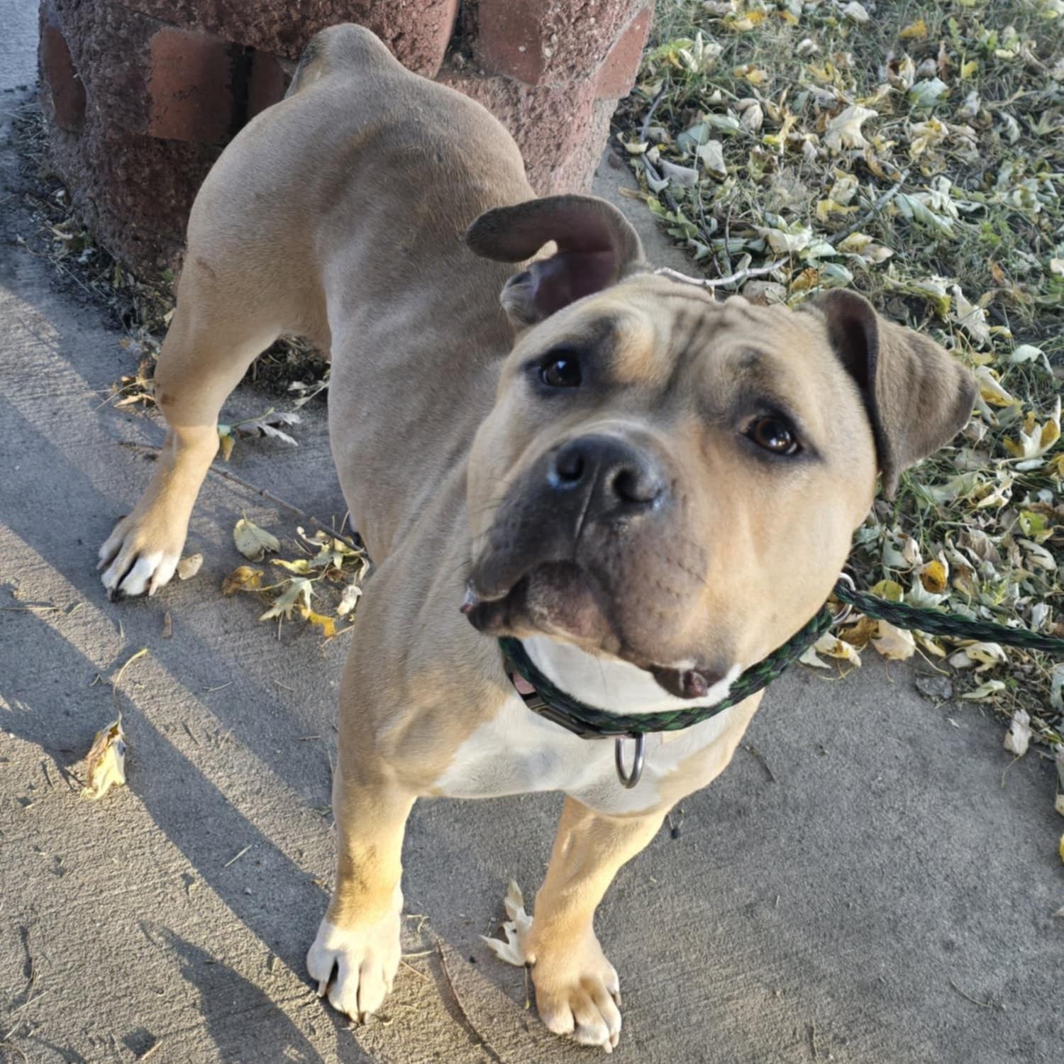 Enlarge Olivia, a Adoptable American Bully in Waterloo, IA image 3/6