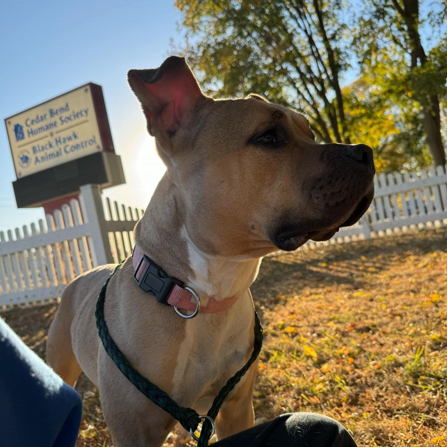 Enlarge Olivia, a Adoptable American Bully in Waterloo, IA image 4/6