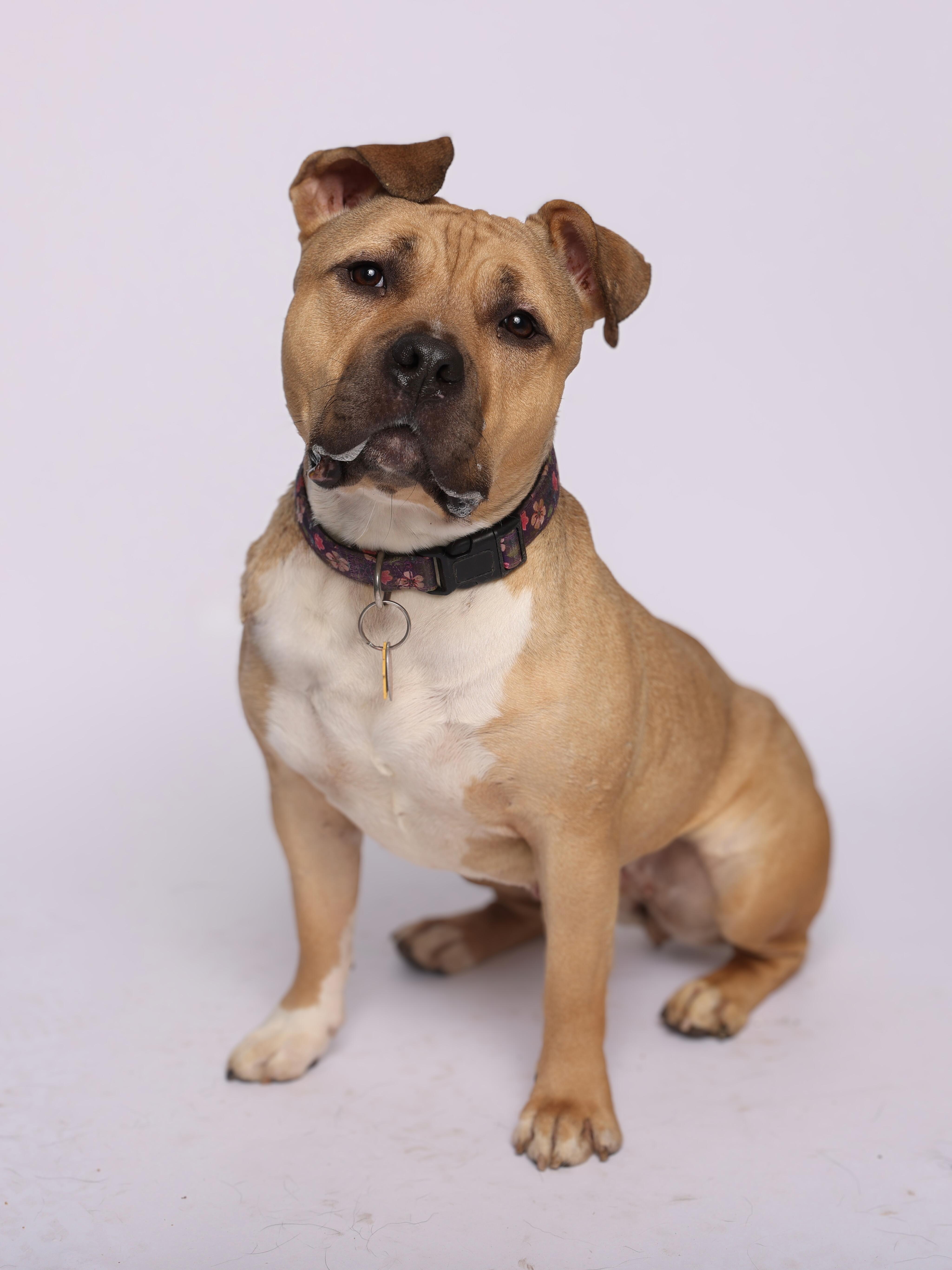 Olivia, an adoptable American Bully in Waterloo, IA, 50703 | Photo Image 6