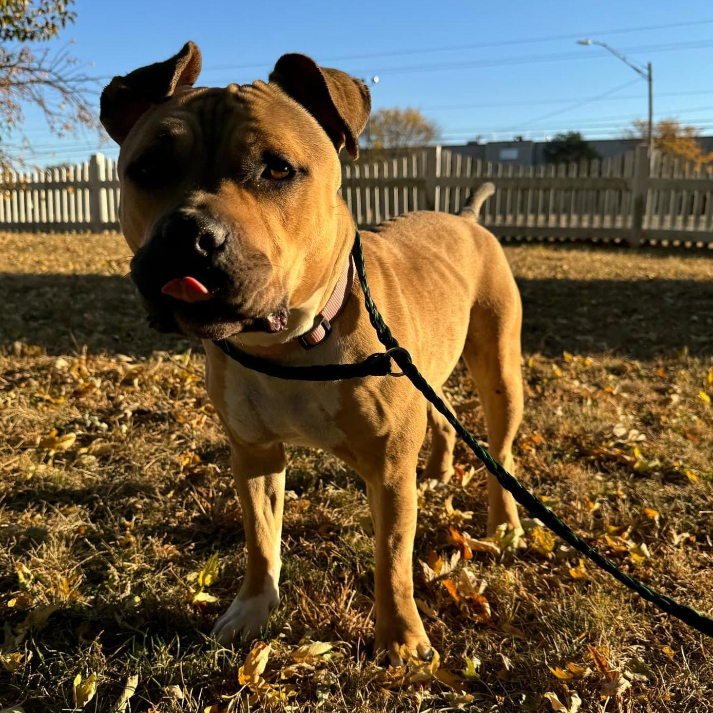Olivia, an adoptable American Bully in Waterloo, IA, 50703 | Photo Image 5