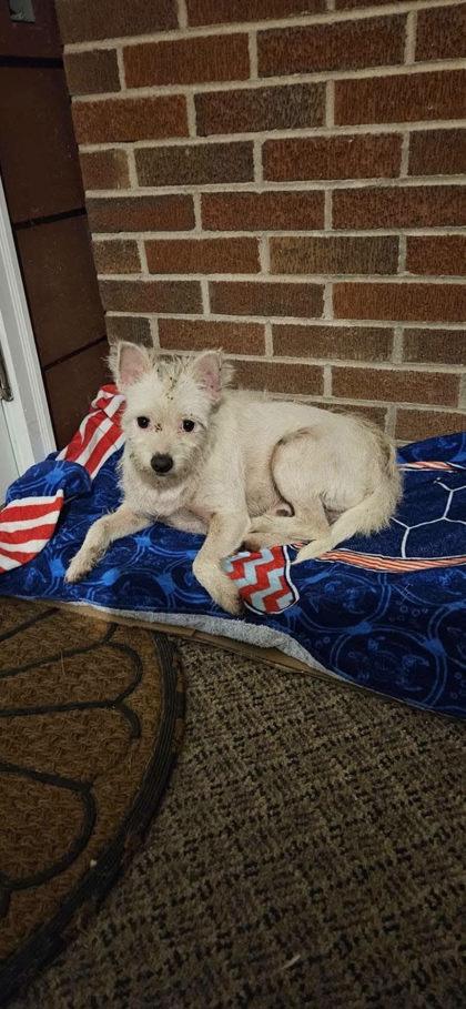 Enlarge Jeffrey, a Adoptable West Highland White Terrier / Westie in Marshall, NC image 1/2