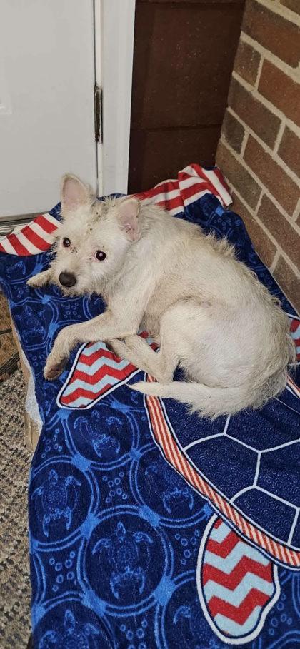 Enlarge Jeffrey, a Adoptable West Highland White Terrier / Westie in Marshall, NC image 2/2