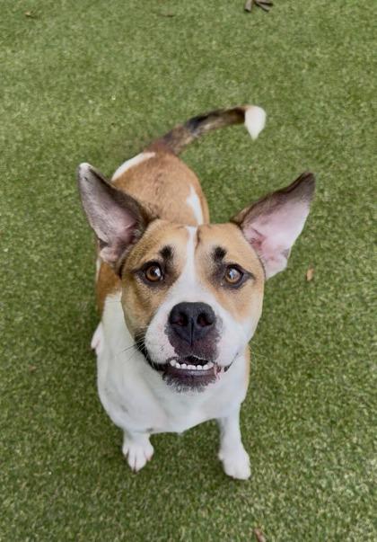 Enlarge Ruben, a Adoptable mixed breed in Picayune, MS image 1/3