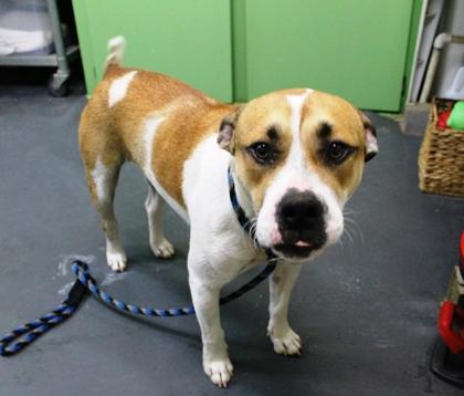 Ruben, Adoptable, Young Male American Bulldog & Mixed Breed.