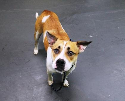 Ruben, a Adoptable mixed breed in Picayune, MS image 2/3