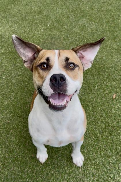 Enlarge Ruben, a Adoptable mixed breed in Picayune, MS image 2/3