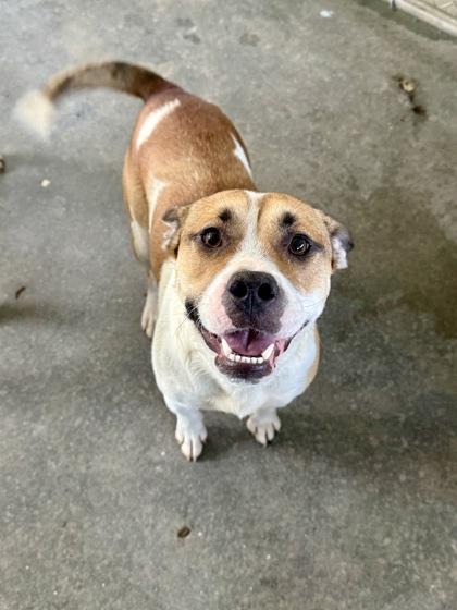 Ruben, a Adoptable mixed breed in Picayune, MS image 3/3