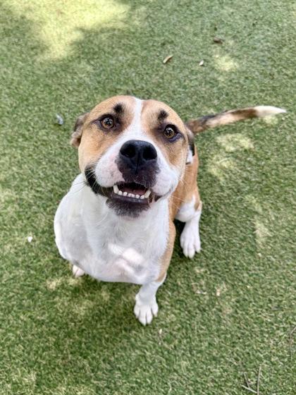 Enlarge Ruben, a Adoptable mixed breed in Picayune, MS image 3/3