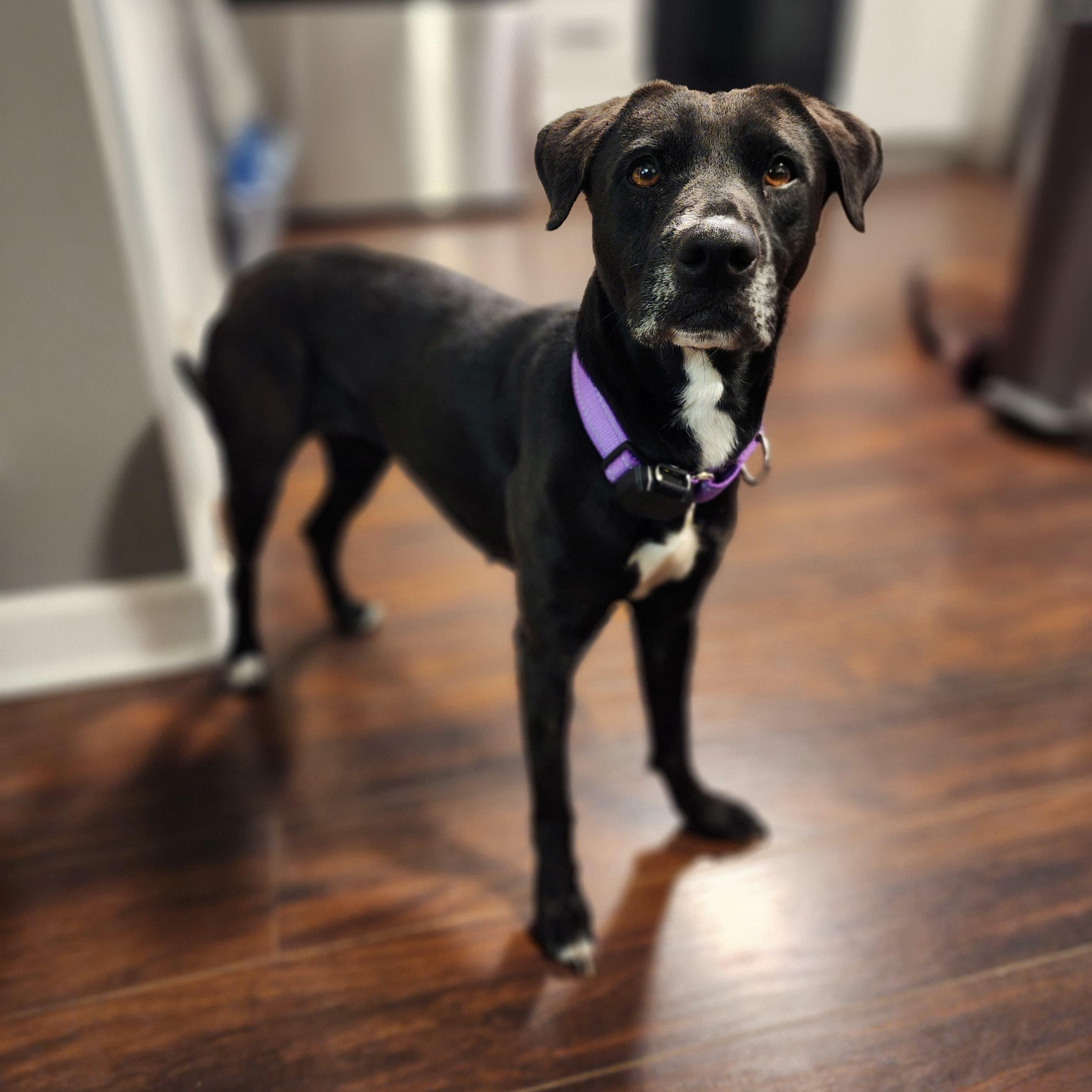 VICTORIA, Adoptable, Adult Female Labrador Retriever & Shepherd.