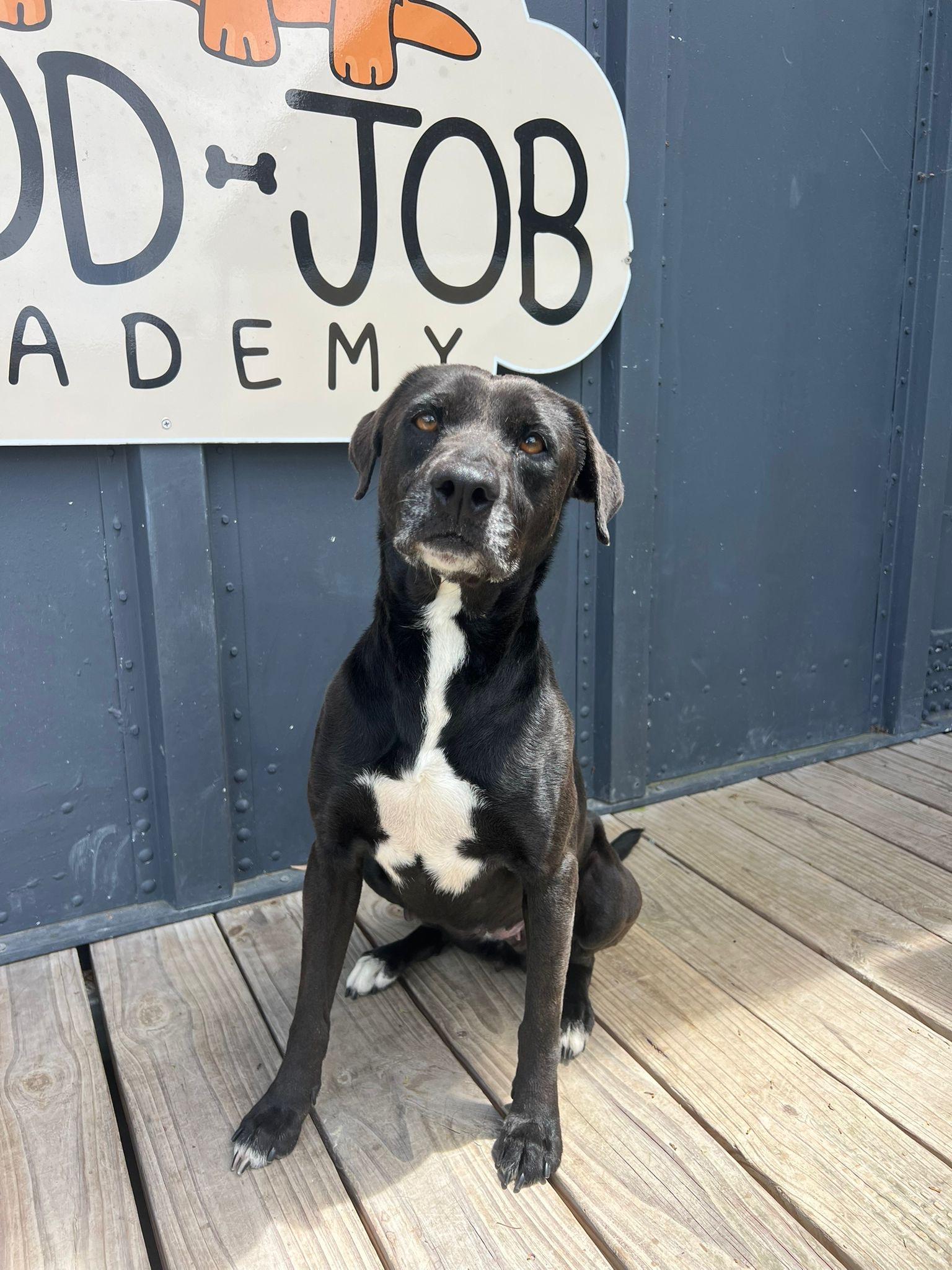 Enlarge VICTORIA, a Adoptable mixed breed in Annapolis, MD image 3/4