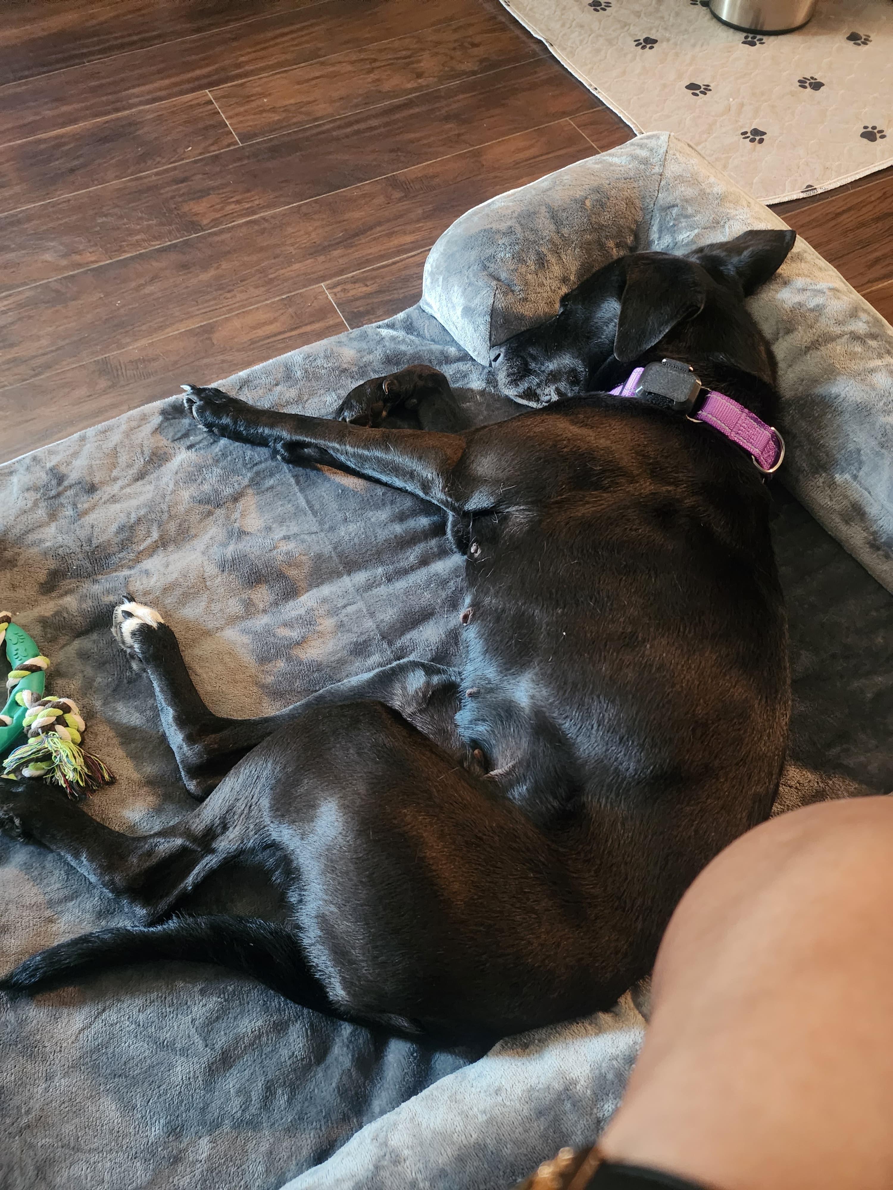 VICTORIA, a Adoptable mixed breed in Baltimore, MD image 6/6