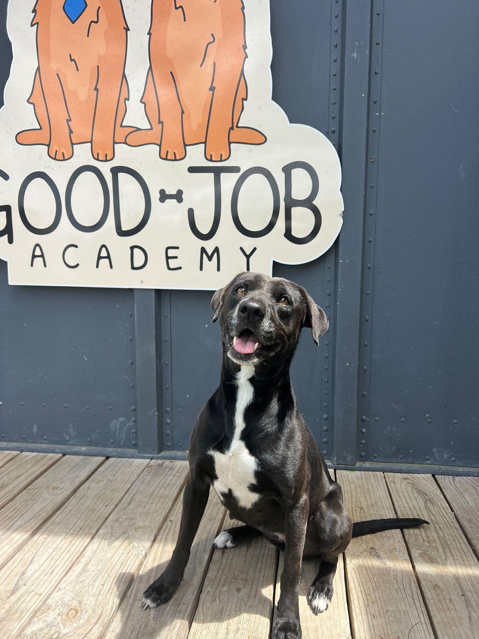 Enlarge VICTORIA, a Adoptable mixed breed in Annapolis, MD image 1/4