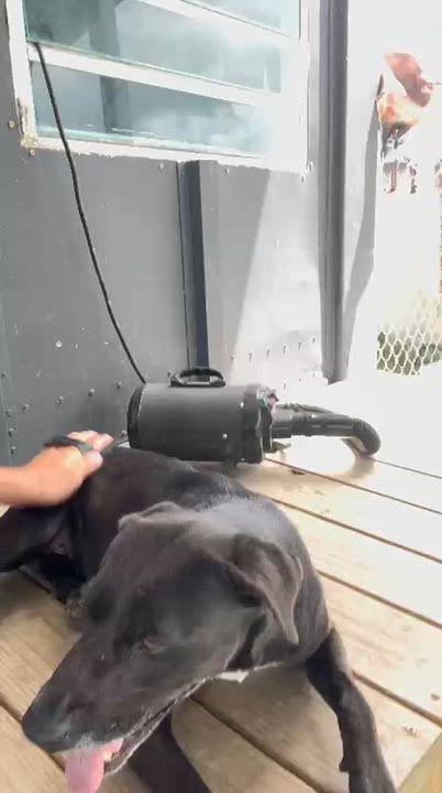 Enlarge VICTORIA, a Adoptable mixed breed in Annapolis, MD video 2/4