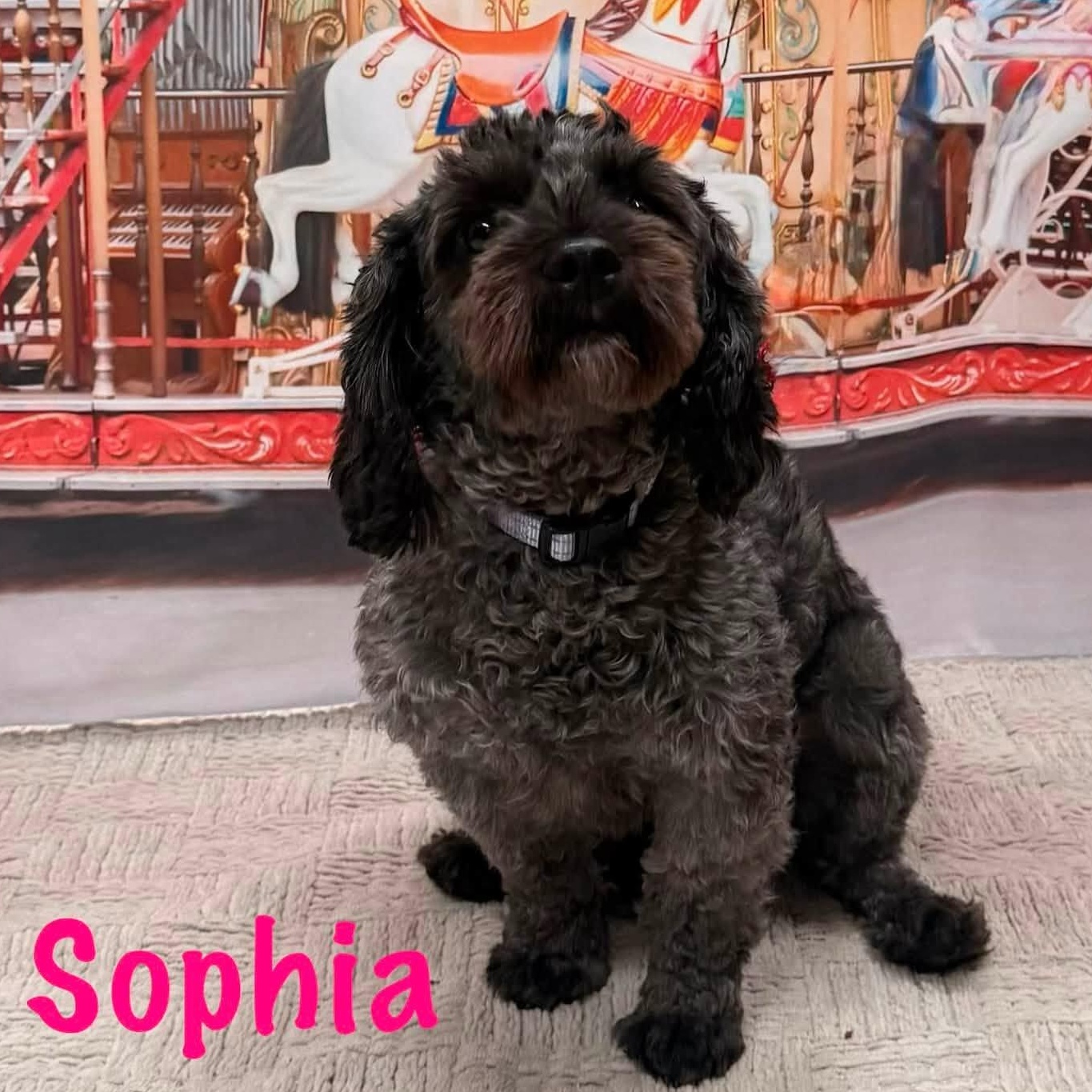 Sophia, an adopted Maltipoo in Albany, NY image 1/3