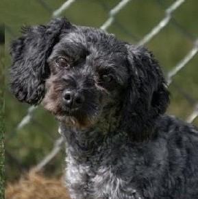Sophia, an adopted Maltipoo in Albany, NY image 2/3
