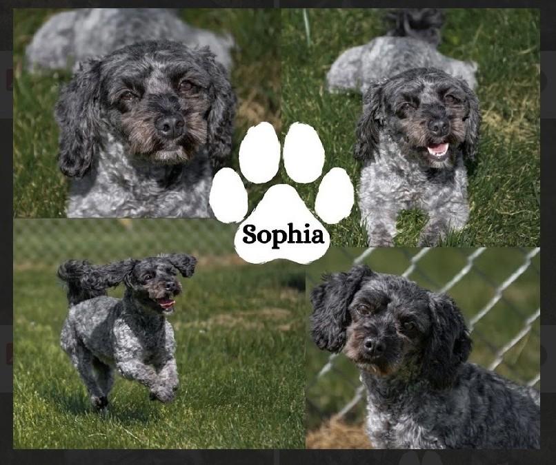 Sophia, an adopted Maltipoo in Albany, NY image 3/3