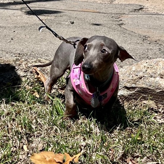 Enlarge Baby Blue (Beanie), a Adoptable Dachshund in Tulsa, OK image 3/4