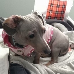 Enlarge Baby Blue (Beanie), a Adoptable Dachshund in Tulsa, OK image 4/4