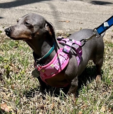 Enlarge Baby Blue (Beanie), a Adoptable Dachshund in Tulsa, OK image 2/4