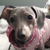 Enlarge Baby Blue (Beanie), a Adoptable Dachshund in Tulsa, OK image 1/4