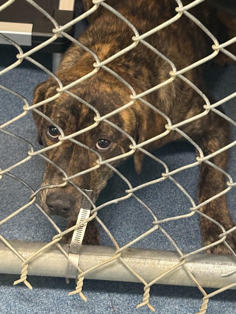 Enlarge LADY, a Adoptable mixed breed in Effingham, SC image 1/1