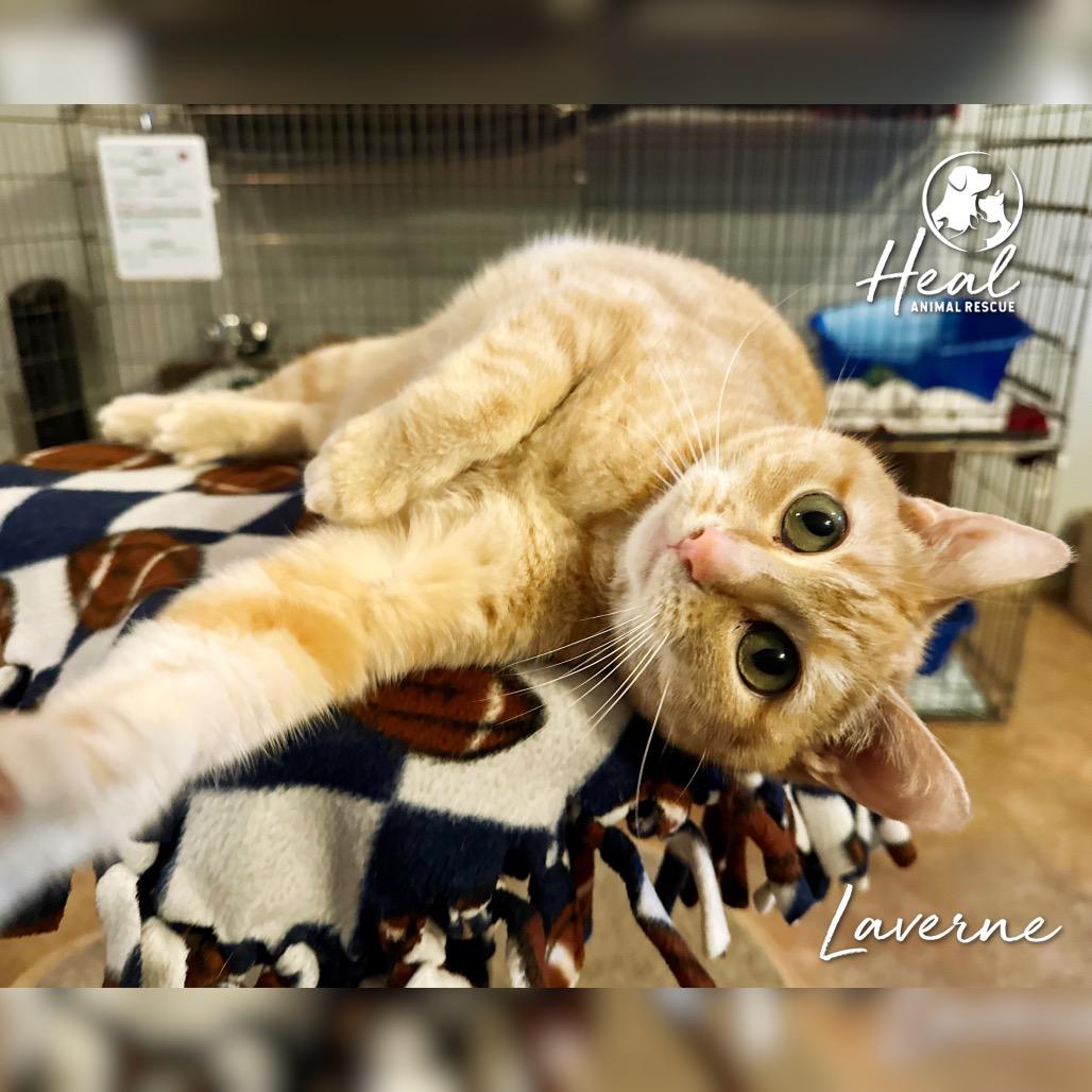 Laverne, a Adoptable Domestic Short Hair in Youngwood, PA image 1/2