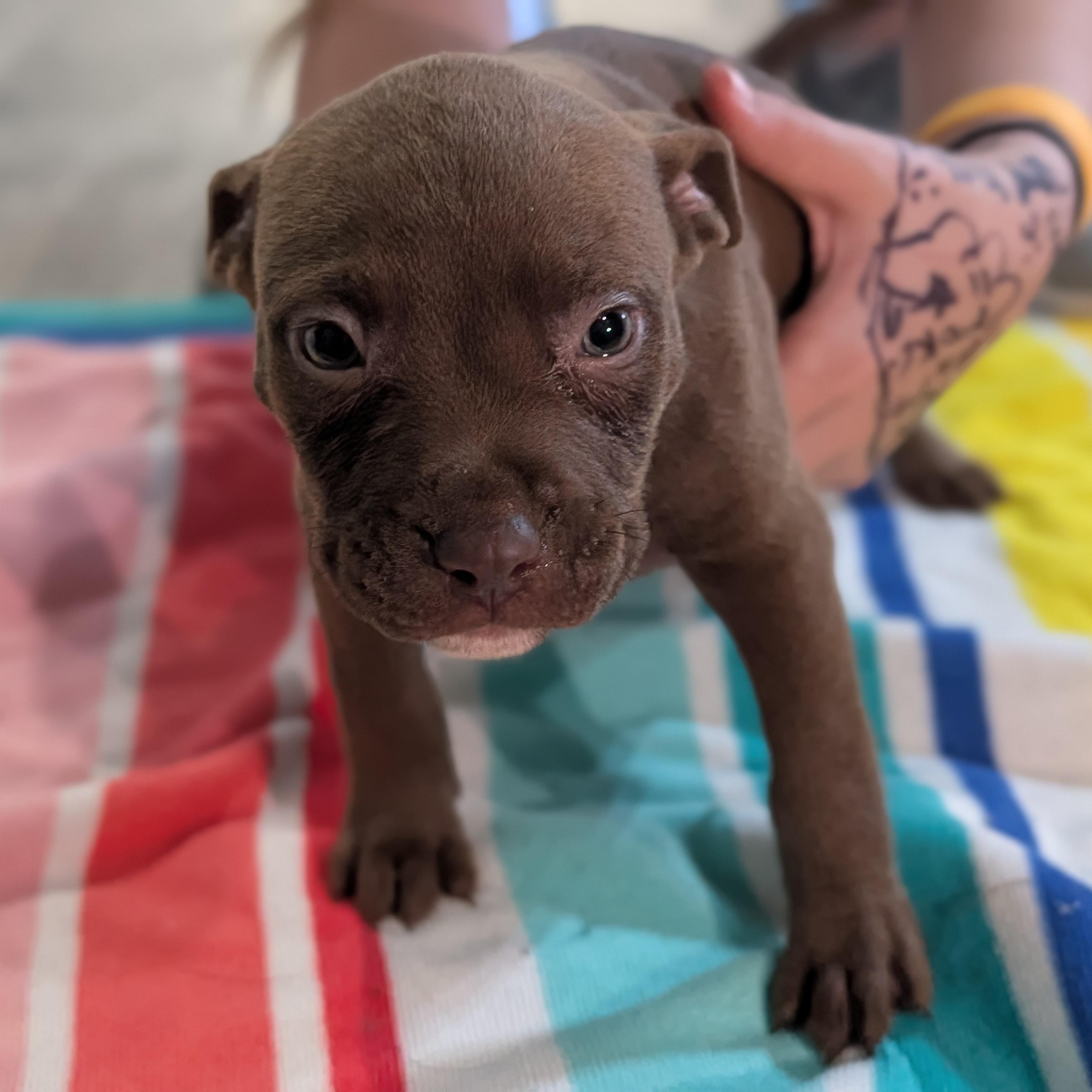 Enlarge Chucky (Rugrats Pup), a ADOPTABLE Mixed Breed in Alma, MI image 1/2