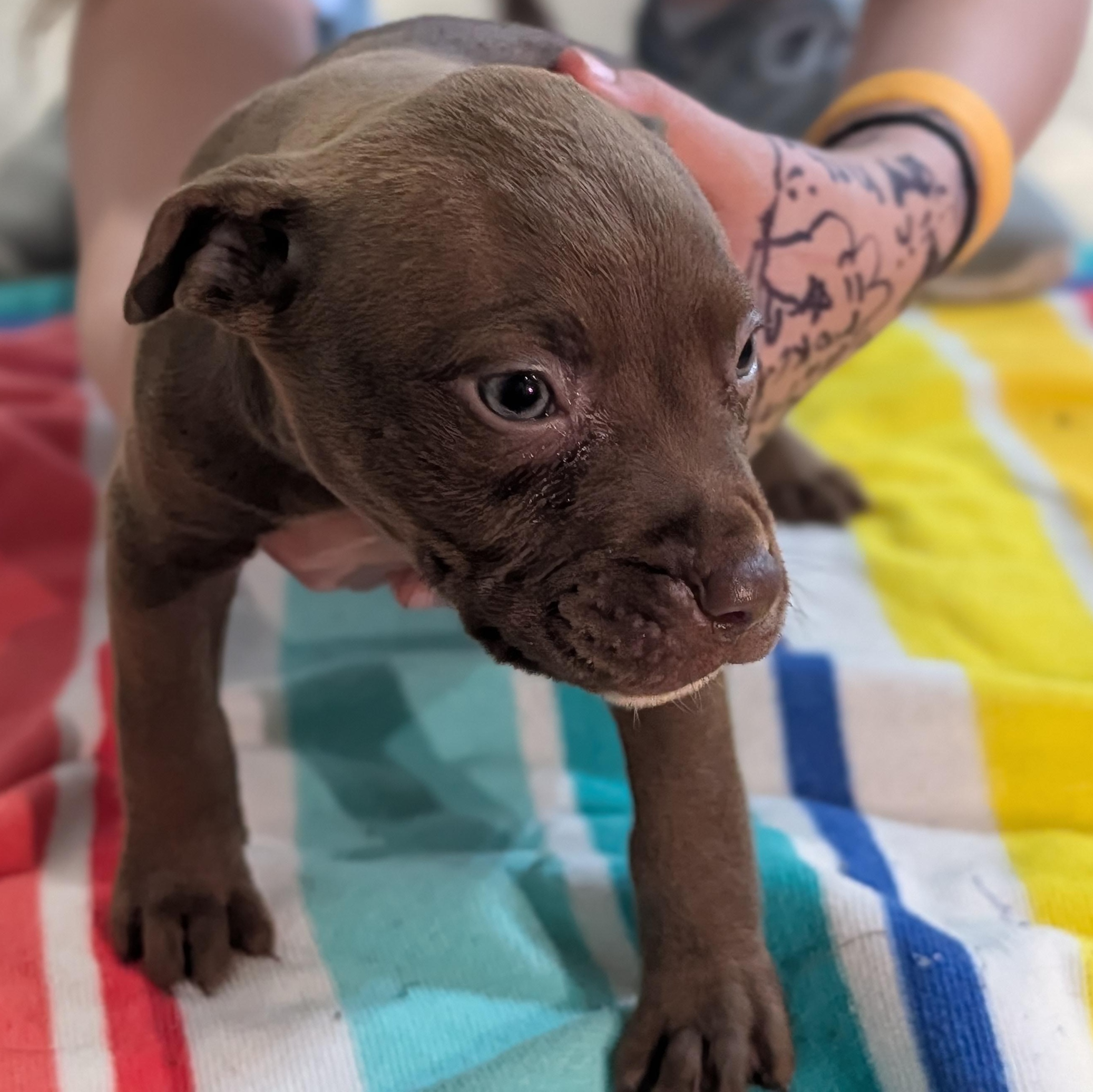 Enlarge Chucky (Rugrats Pup), a ADOPTABLE Mixed Breed in Alma, MI image 2/2