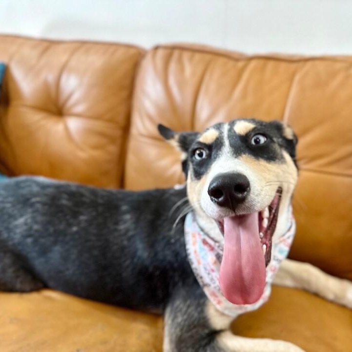 Stella Sweetie Pie — thumbnail 2