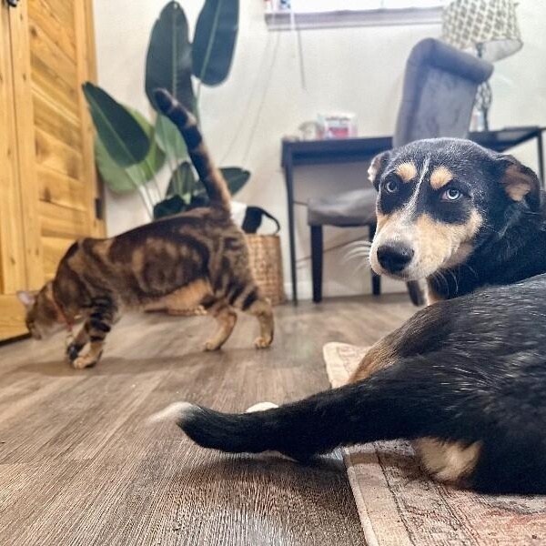 Stella Sweetie Pie — thumbnail 5