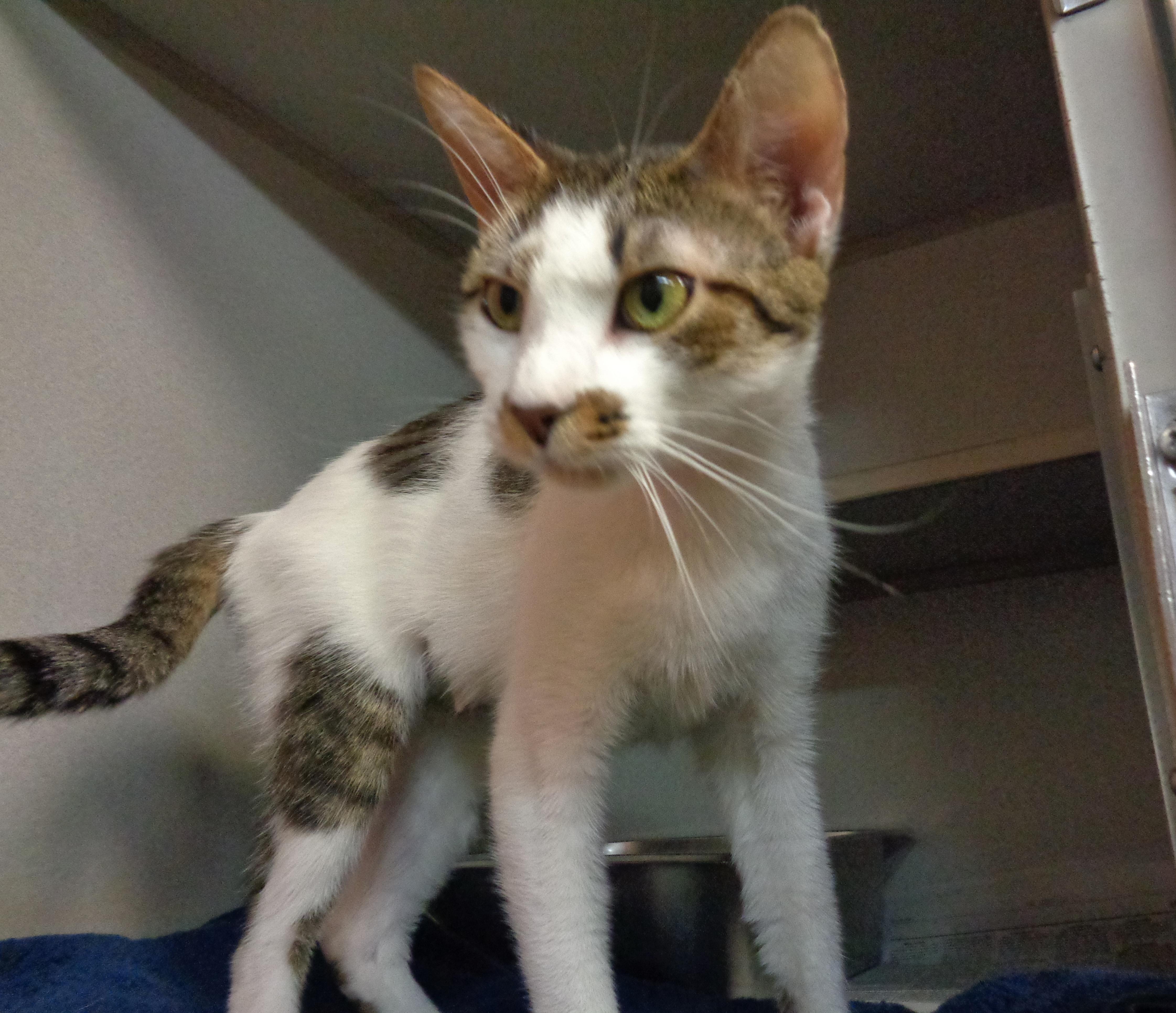 ALLEY, a ADOPTABLE Tiger in Delhi, NY image 2/6