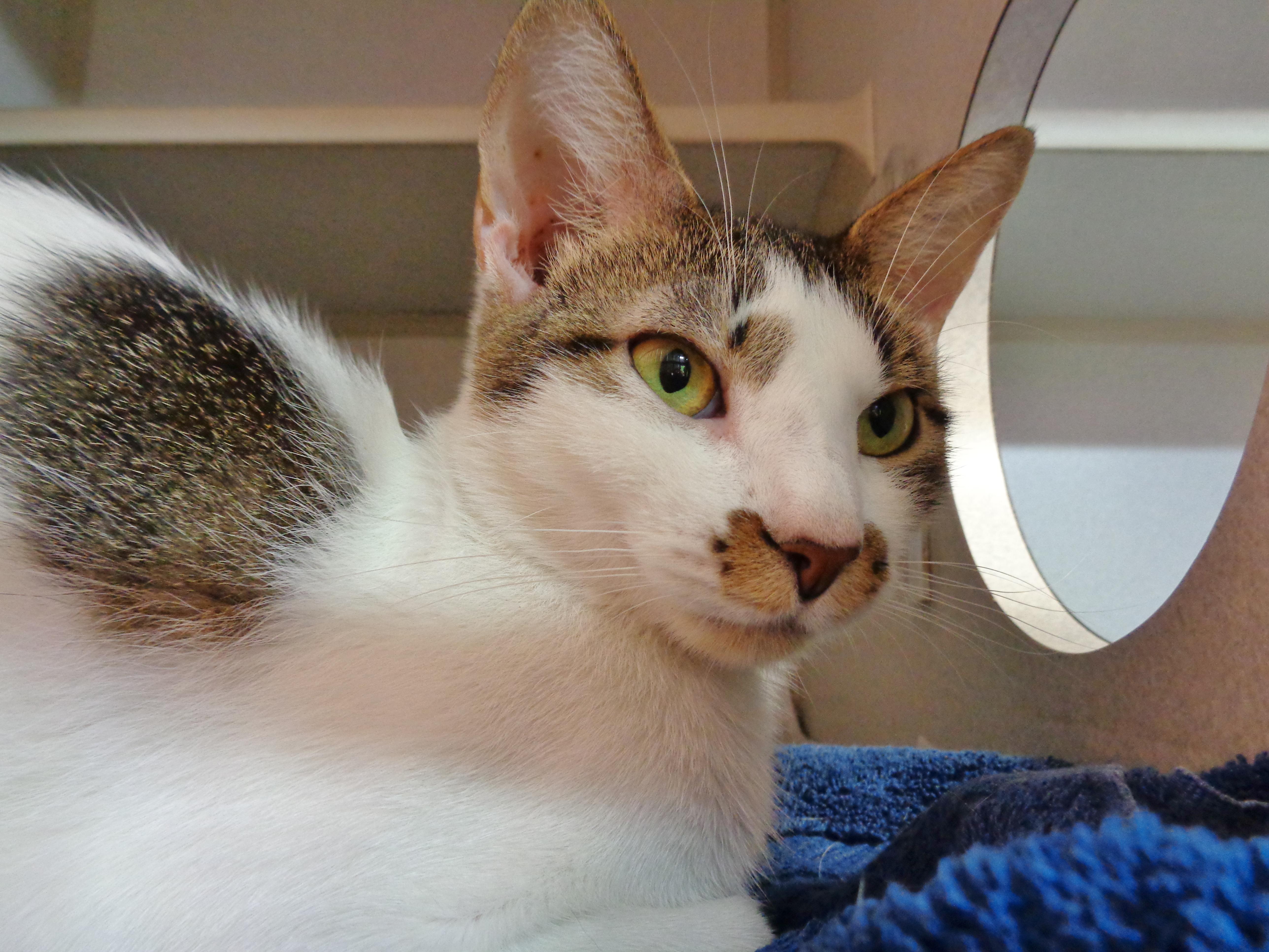 ALLEY, a ADOPTABLE Tiger in Delhi, NY image 5/6
