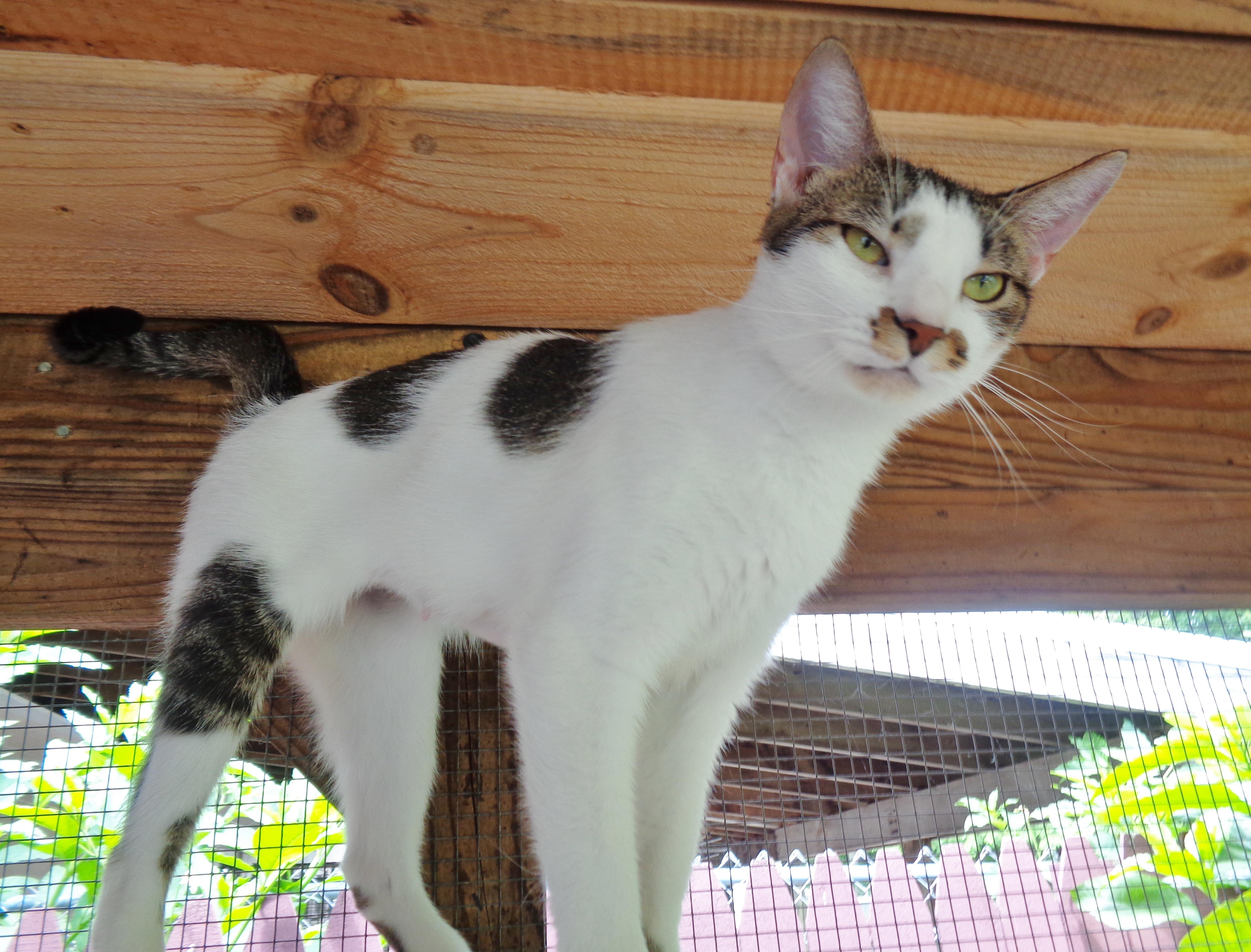ALLEY, a ADOPTABLE Tiger in Delhi, NY image 6/6