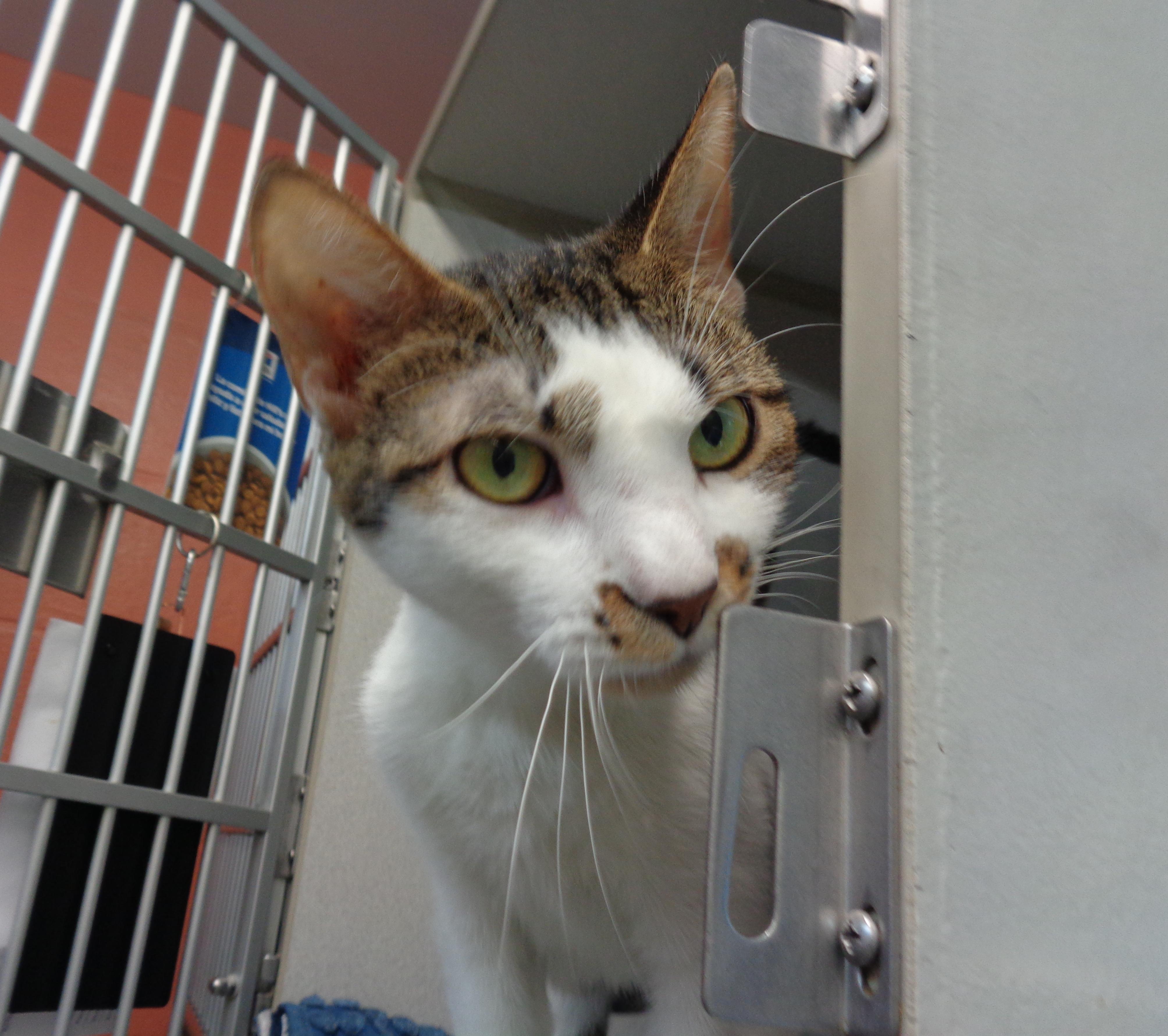 ALLEY, a ADOPTABLE Tiger in Delhi, NY image 3/6