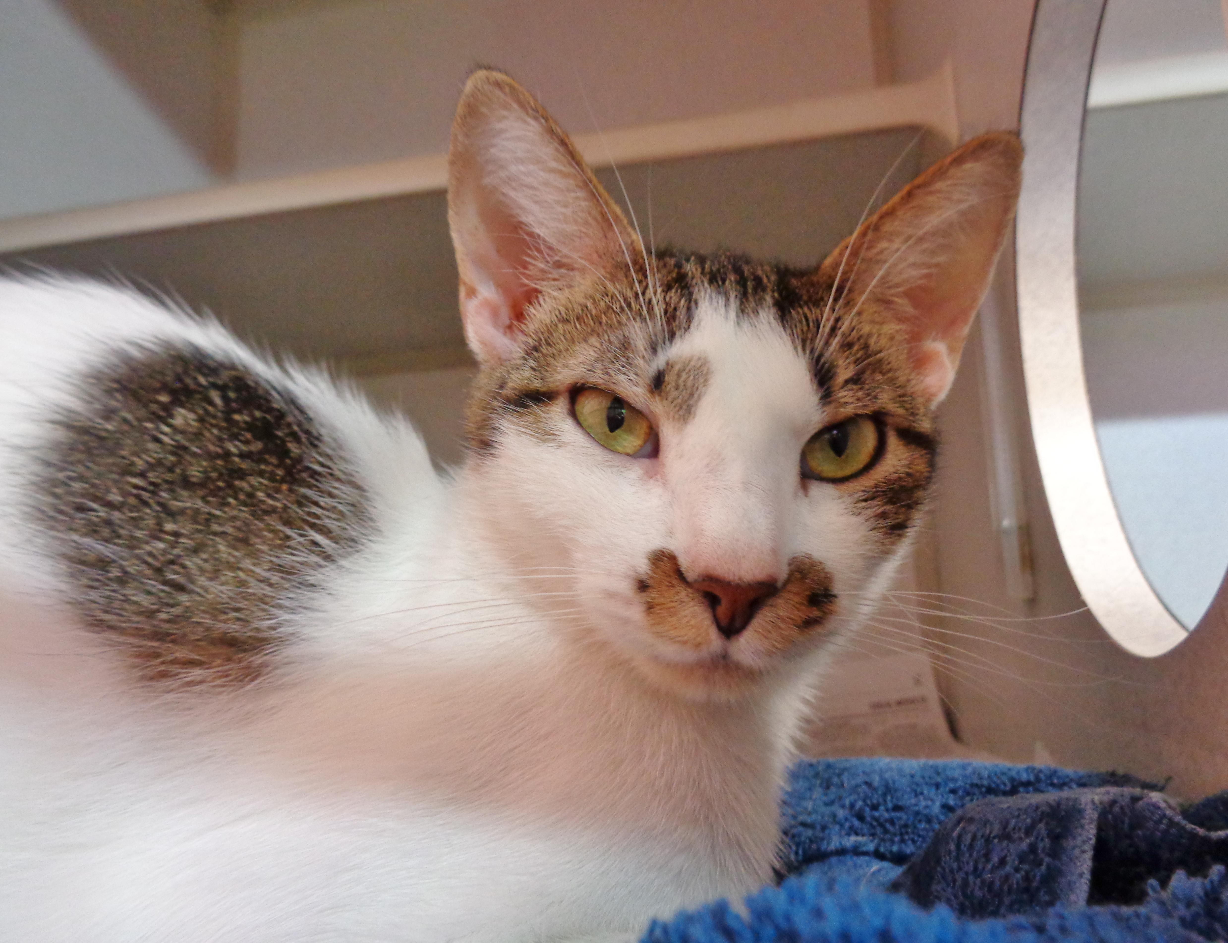 ALLEY, a ADOPTABLE Tiger in Delhi, NY image 4/6